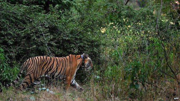 A tiger, seen wearing a collar, is spotted during a jungle-safari at the Ranthambore National Park, around 200kms from Jaipur, India (October 2010)