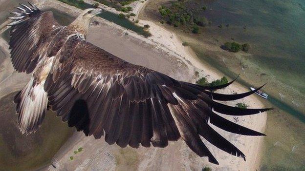 Drone photography eagle