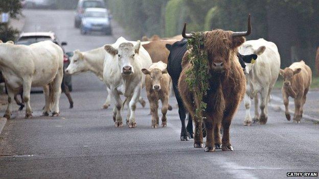 Cattle in Reydon, Suffolk