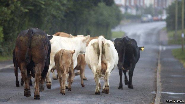 Cattle in Reydon, Suffolk