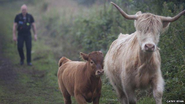 Cattle in Reydon, Suffolk