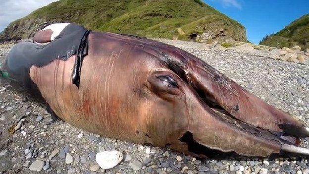 Minke whale, Isle of Man