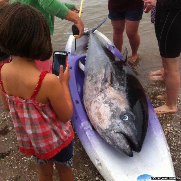 Tuna fish on Cornish beach. Pic: Claire Wallerstein