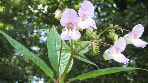 Himalayan balsam