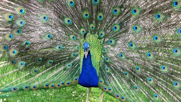 Peacock