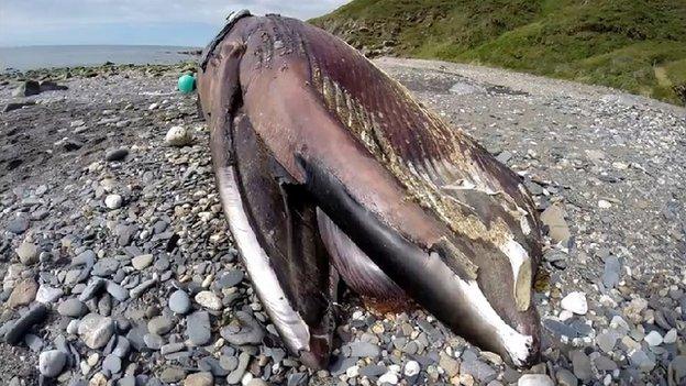 Minke whale, Isle of Man