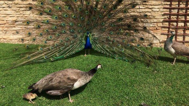 Peacock and peahens at Kirby Hall