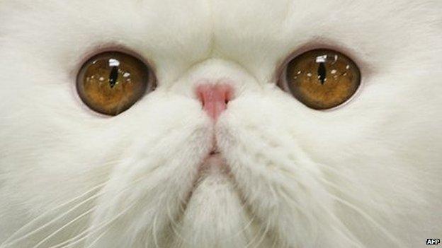 Close up of white cat