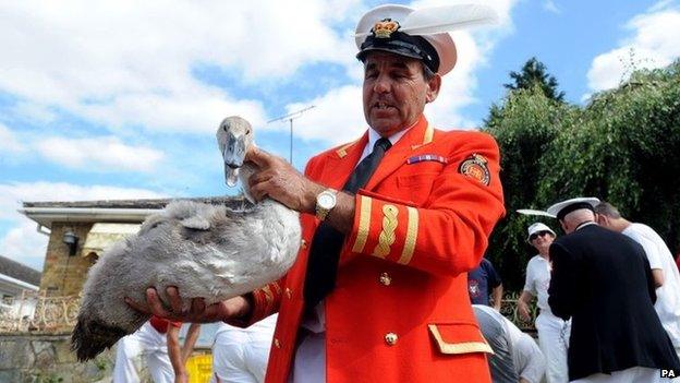 Swan Upping