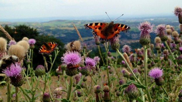 Common tortoiseshell butterfly (c) Victoria Gill