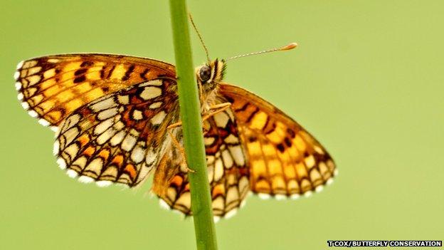 Heath Fritillary (c) Tony Fox/Butterfly Conservation