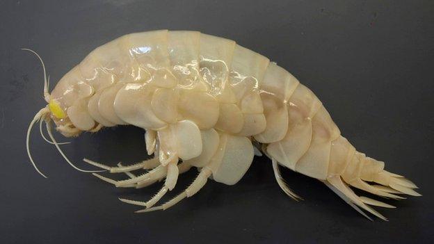 Amphipod