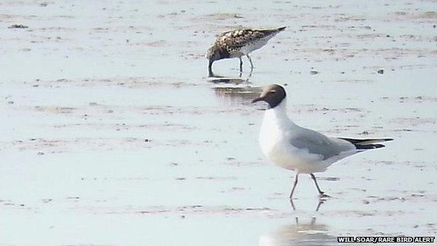 Great knot feeding on Breydon Water with a black-headed gull