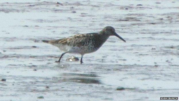 Great knot at Breydon Water