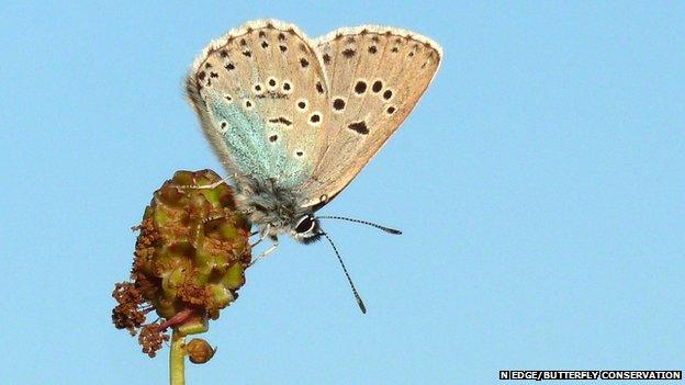 Large blue butterly (c) Nick Edge/Butterfly Conservation