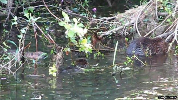 Three beaver kits