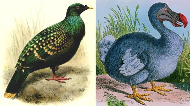 Spotted Green Pigeon and Dodo