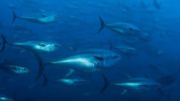 Bluefin tuna