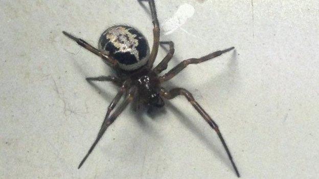 False widow spider