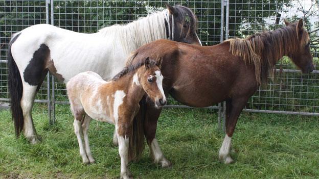 These three horses have found a new home in Carmarthen