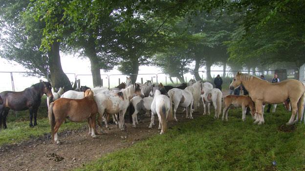 Horses from Manmoel Common