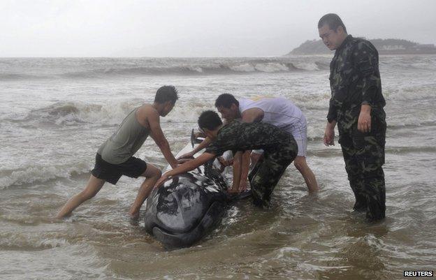 Paramilitary policemen try to help a stranded whale back into the ocean as Typhoon Rammasun hits Yangjiang, Guangdong province, 19 July