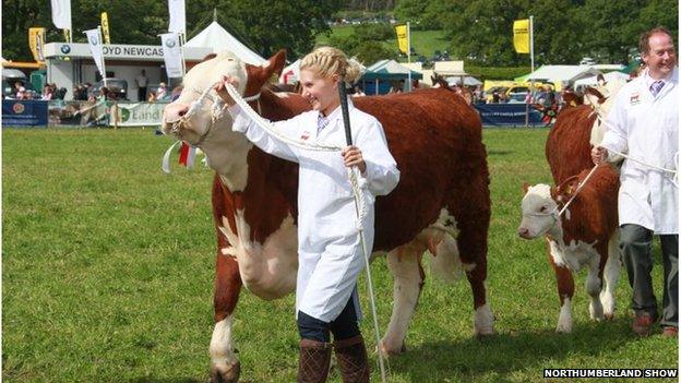 The cattle parade at the Northumberland Show