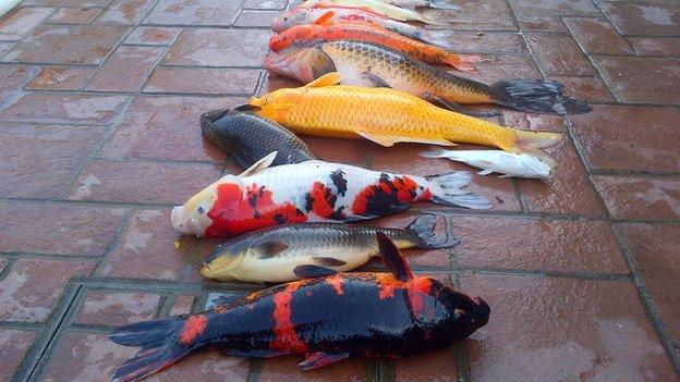 dead carp in Canvey Island