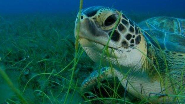 Green sea turtle