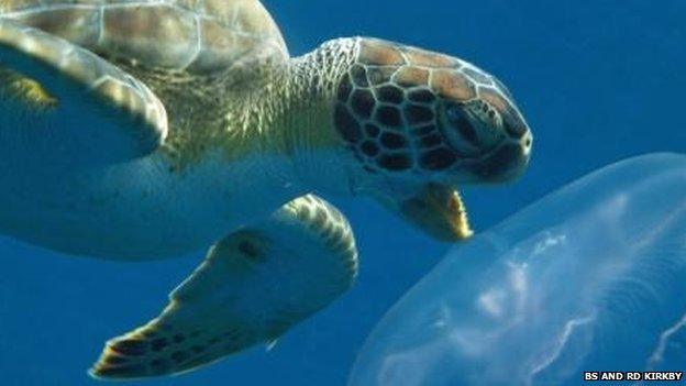 Green sea turtle