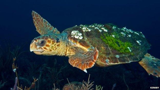 Sea turtle