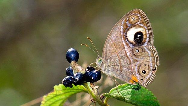 Gladeye bushbrown