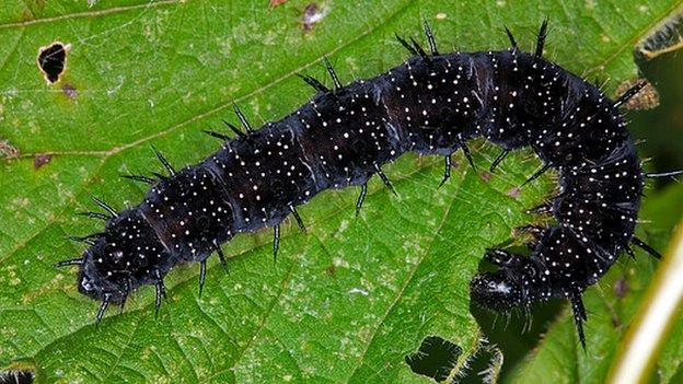 Peacock butterfly caterpillar