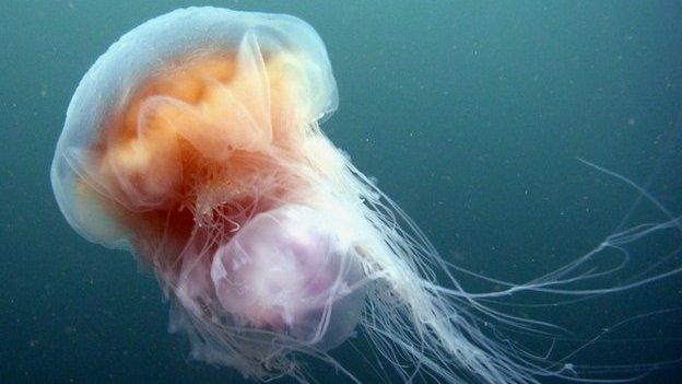 Lion's mane jellyfish