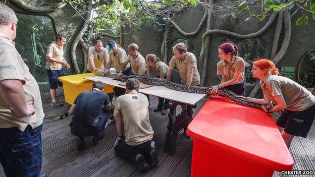 Reticulated python at Chester Zoo