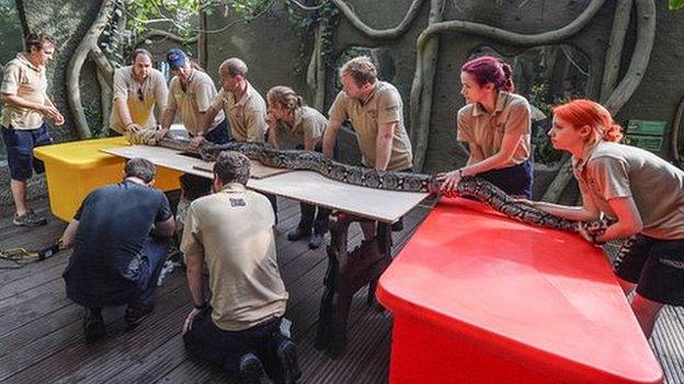 Reticulated python at Chester Zoo