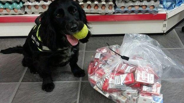 Phoebe, a sprocker spaniel helped detect concealed stashes of tobacco at a further seven premises.