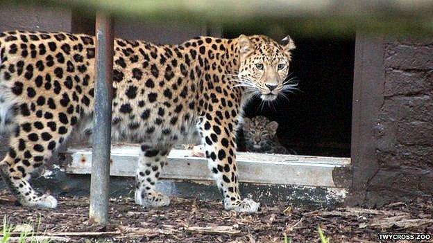 Amur snow leopard