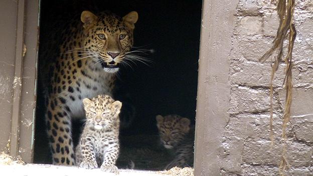 Two Amur leopard cubs and their mother