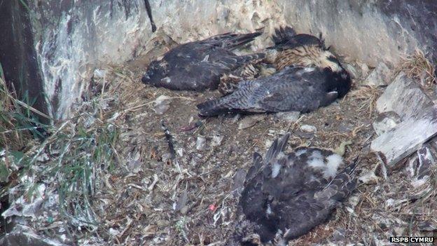 Dead peregrines