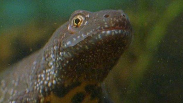 Great Crested Newt