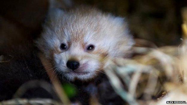 Red panda cub