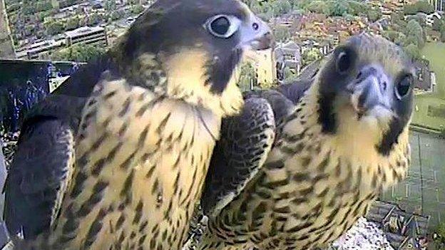 Unringed and YT peregrine falcon chicks on Norwich Cathedral