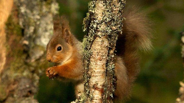 red squirrel