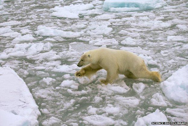 Polar bear crossing ice floes