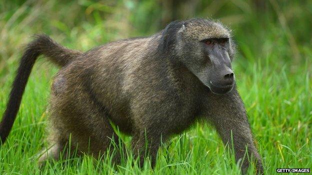 Baboon