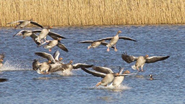 Greylag geese