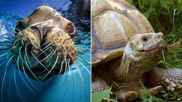 Sea Lion and tortoise