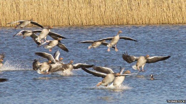 Greylag geese