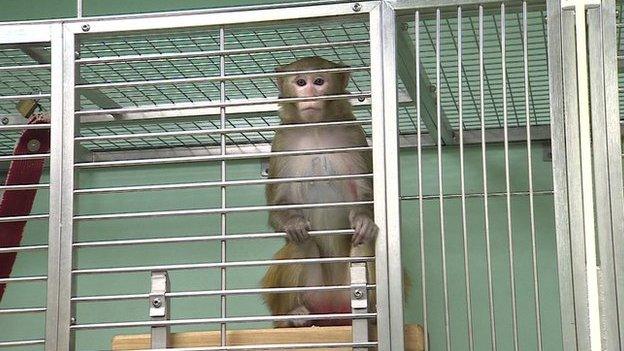 Monkey in cage